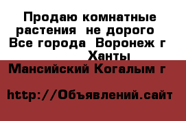 Продаю комнатные растения  не дорого - Все города, Воронеж г.  »    . Ханты-Мансийский,Когалым г.